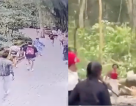 Video de la caída de un árbol en el parque de los Monos en Bali.