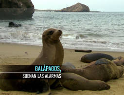 Galápagos, suenan las alarmas