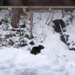 El pequeño oso fue hallado bajo la sala de un hombre que vivía en las montañas en Fukushima, Japón.