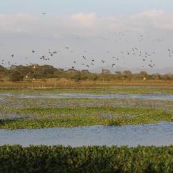 El humedal La Segua es el sitio ideal de turistas para el avistamiento de aves