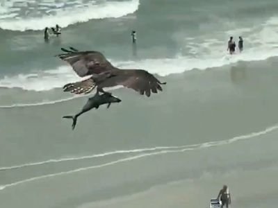 El sorprendente video de un águila con su presa