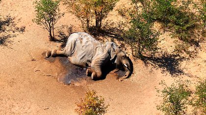 Mueren envenenados 12 elefantes en un parque de Zimbabue