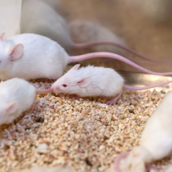 Foto referencial de un grupo de ratones en un estudio