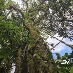 Bosque tropical Hatun Yanawrpi, ubicado en la parroquia Pucayacu, en La Maná, provincia de Cotopaxi.