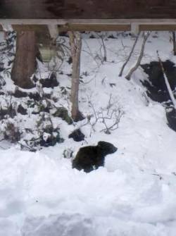 El pequeño oso fue hallado bajo la sala de un hombre que vivía en las montañas en Fukushima, Japón.