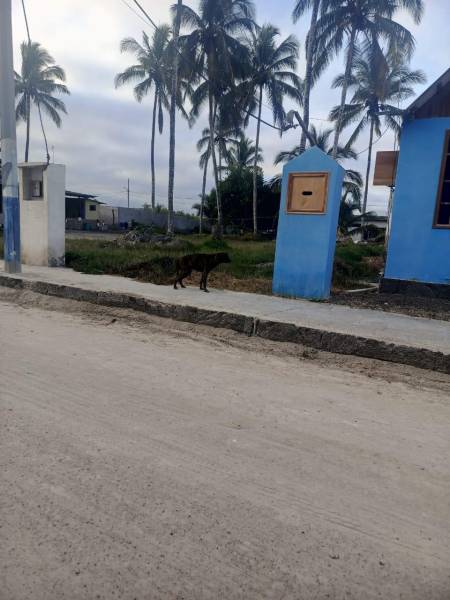 Colectivos sociales denuncian sobrepoblación de perros en Galápagos. Aseguran que hace falta control en las calles.