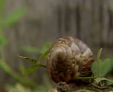 Desesperación entre los agricultores tras plaga del caracol