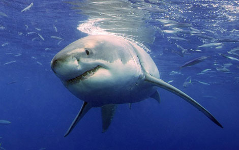 El coronavirus también redujo los ataques de tiburones