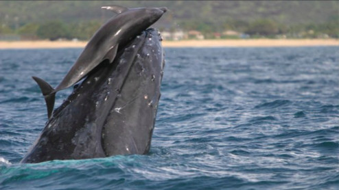 Dinamarca: cientos de delfines y ballenas mueren en matanza tradicional