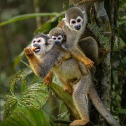 Especies silvestres en su hábitat de 52 hectáreas de selva protegida, en la Zanga Arajuno, en Pastaza.