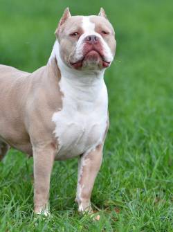 American Bully.