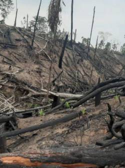 Los bosques nativos están en riesgo