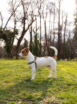 ¿Por qué perros y gatos está prohibido en zonas protegidas?