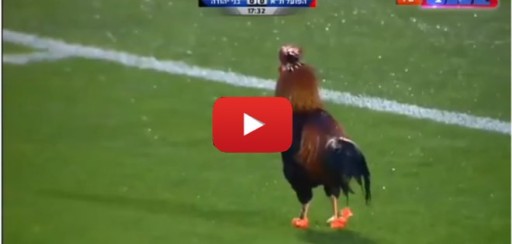 VIDEO: Gallo invade cancha de fútbol durante partido de fútbol