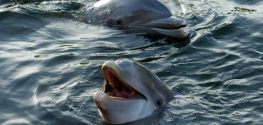 Japón defiende la caza de delfines ante críticas