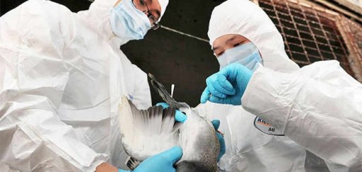 China confirma nuevo caso de H7N9 en humanos, el primero en el este en 2014