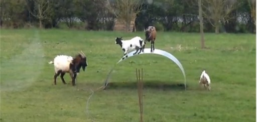 Video de cabras &#039;acróbatas&#039; jugando enternece en redes sociales