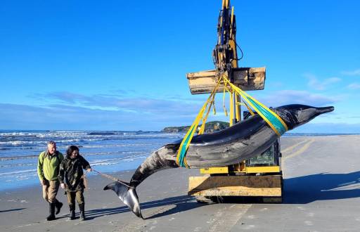 Ballena es cargada por la grúa en la costa de Otago, Nueva Zelanda.