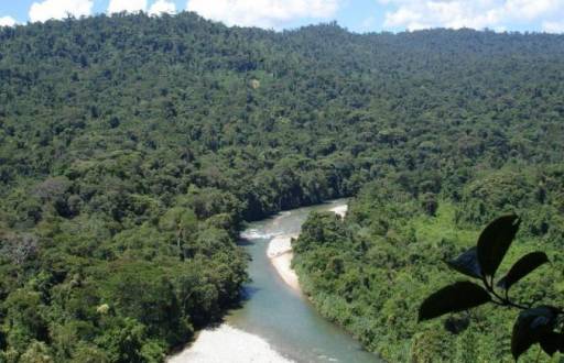 El Parque Nacional Podocarpus alberga una gran superficie de páramos, bosques nublados y zonas de matorral.