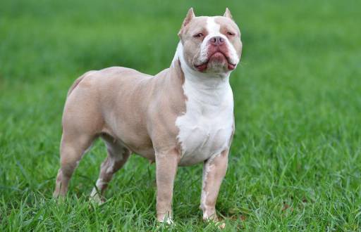 American Bully.