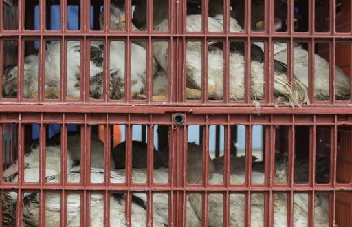 Fotografía de archivo de aves de corral que son llevadas en jaulas a un matadero para evitar que se extienda una epidemia de gripe aviar. EFE/Caroline Blumberg