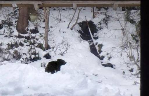 El pequeño oso fue hallado bajo la sala de un hombre que vivía en las montañas en Fukushima, Japón.