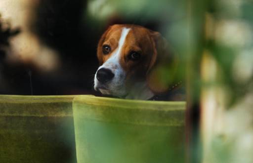 Imagen referencial de un perro asustado por el uso de fuegos artificiales.