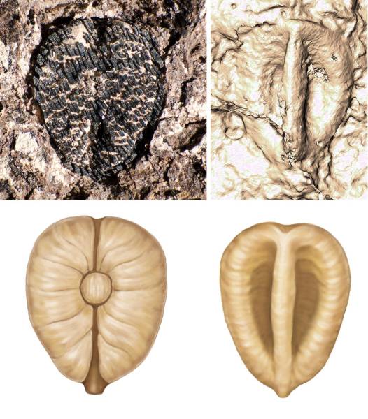 Investigadores de varios museos y universidades americanas han descubierto nuevas especies de uvas fósiles, de entre 60 y 19 millones de años.