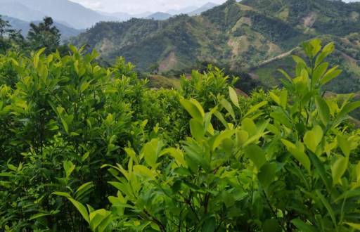 Según ex comandantes militares, no hay certeza física del informe sobre plantaciones de coca en Ecuador