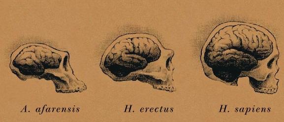 El cerebro humano tenía una tendencia a crecer hasta llegar a los humanos actuales donde frenó su crecimiento e inició una reducción.