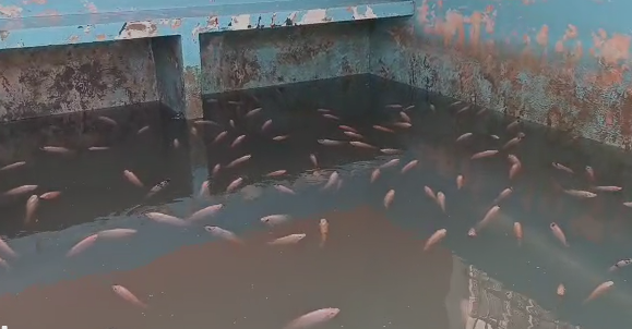 Imagen de la piscina de tilapias encontrada en la Penitenciaría del Litoral, hoy jueves 3 de agosto.