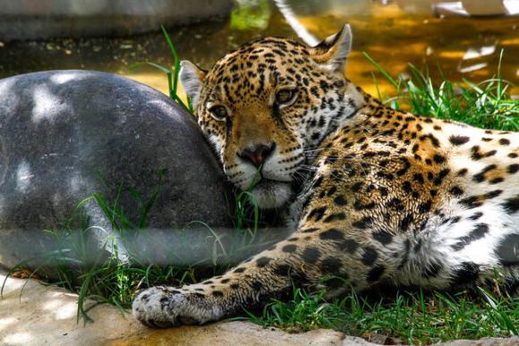 Zoo de Quito pide donaciones por emergencia COVID-19