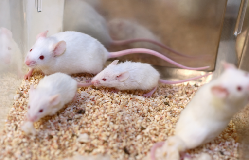 Foto referencial de un grupo de ratones en un estudio