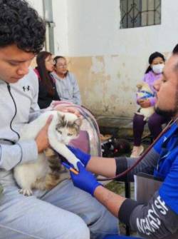 Veterinarios evalúan a un gato antes de su esterilización.
