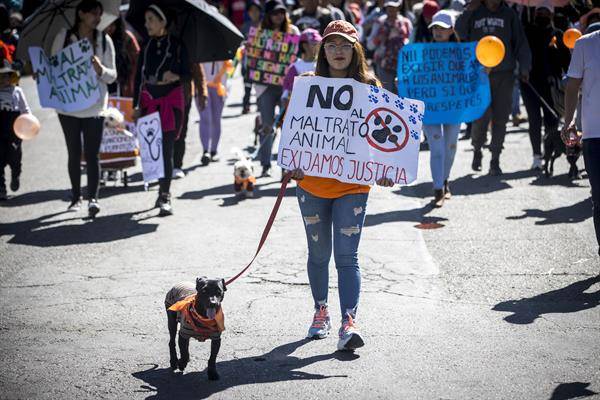 Activistas y mascotas exigen sanciones más severas por maltrato animal en Bolivia