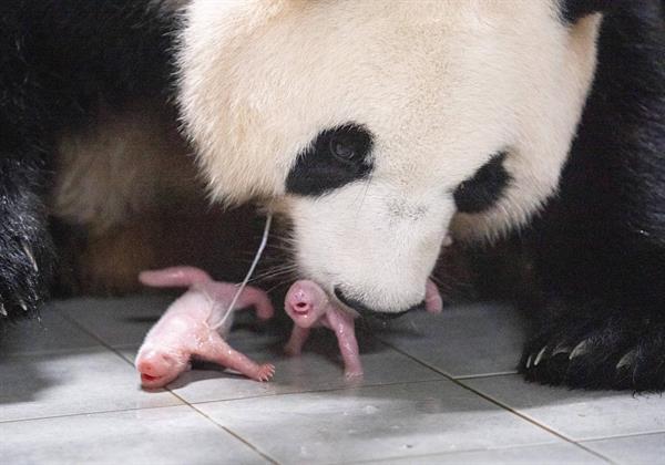 Nacen las primeras pandas gemelas en un zoológico de Corea del Sur