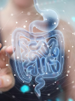 La microbiota intestinal desempeña un papel crucial en la salud del sistema inmunológico.