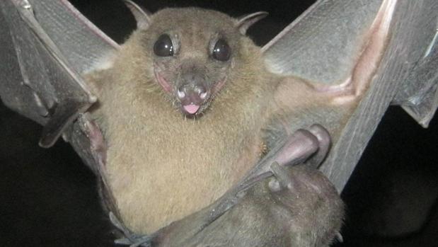 El truco de la foto del murciélago “de tamaño humano”