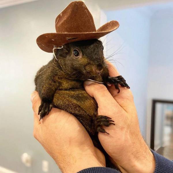 Peanut, the Instagram squirrel, was euthanized by New York authorities