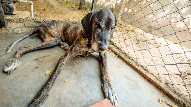 Ha rescatado a muchos perros que fueron abandonados por sus dueños cuando se enfermaron.