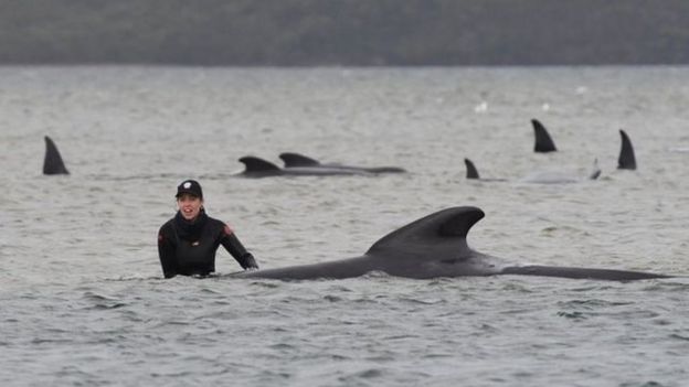 Centenares de ballenas varadas en las costas de Australia