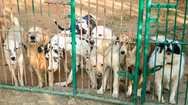 La última vez que Shukla los contó, había 735 perros en su granja.