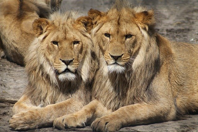 Una cuidadora es atacada por dos leones en un zoo de Australia