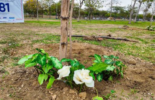 Acto final, árboles de guayacán plantados en el Parque Samanes.