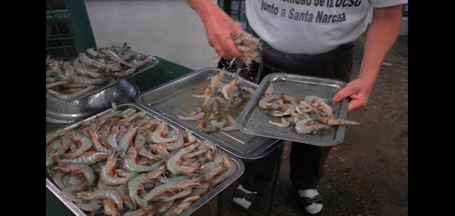 Aumenta el precio del pescado y camarón