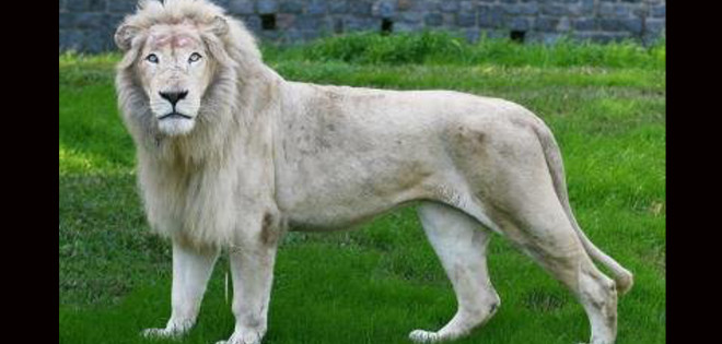 Nace un raro ejemplar de león blanco