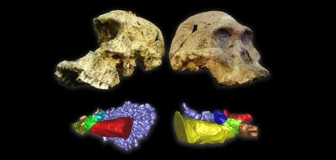 El lenguaje humano nació hace al menos 400.000 años