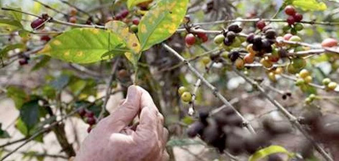 Caficultores preocupados por presencia de plaga en sus plantaciones