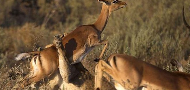 La foto de 2 leones que interrumpieron el tráfico por cazar un antílope