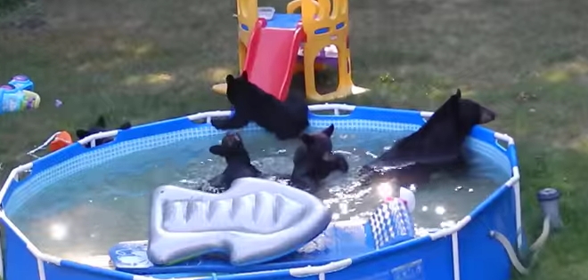 Osos toman un baño en piscina familiar